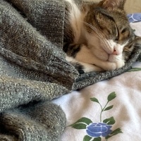 Tekir Kedi, Kedi  Prenses fotoğrafı