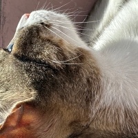 Tekir Kedi, Kedi  Prenses fotoğrafı