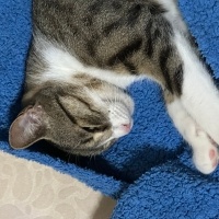 Tekir Kedi, Kedi  Prenses fotoğrafı