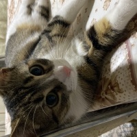 Tekir Kedi, Kedi  Prenses fotoğrafı