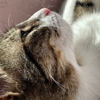 Tekir Kedi, Kedi  Prenses fotoğrafı