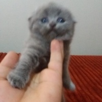 Scottish Fold, Kedi  İsimsiz fotoğrafı