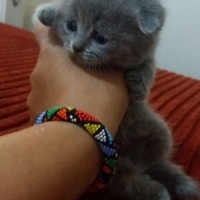 Scottish Fold, Kedi  İsimsiz fotoğrafı