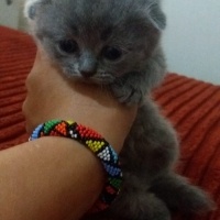 Scottish Fold, Kedi  İsimsiz fotoğrafı