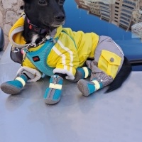 Chihuahua, Köpek  Karam fotoğrafı