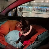 Chihuahua, Köpek  Karam fotoğrafı