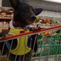 Chihuahua, Köpek  Karam fotoğrafı