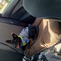 Chihuahua, Köpek  Karam fotoğrafı