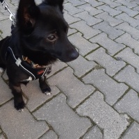 Chihuahua, Köpek  Karam fotoğrafı