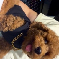 Poodle (Minyatür Kaniş), Köpek  badi fotoğrafı
