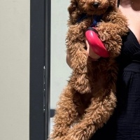 Poodle (Minyatür Kaniş), Köpek  badi fotoğrafı