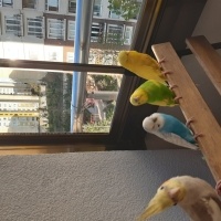 Muhabbet Kuşu, Kuş  Afacan Efecan fotoğrafı