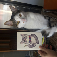 Tekir Kedi, Kedi  Kırpık fotoğrafı