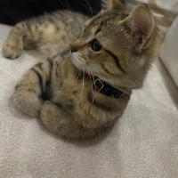 Tekir Kedi, Kedi  su fotoğrafı