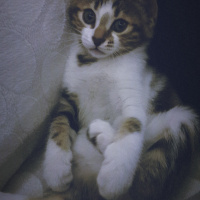 Tekir Kedi, Kedi  Sufle fotoğrafı
