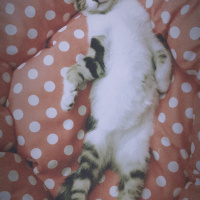 Tekir Kedi, Kedi  Sufle fotoğrafı