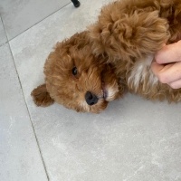 Poodle(Standart Kaniş), Köpek  Latte fotoğrafı