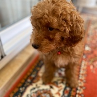 Poodle(Standart Kaniş), Köpek  Latte fotoğrafı