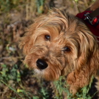 Maltese, Köpek  KAJU fotoğrafı