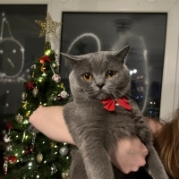 British Shorthair, Kedi  Lenin fotoğrafı