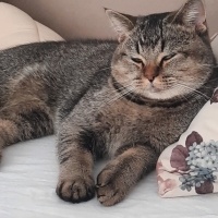 British Shorthair, Kedi  Pafi fotoğrafı