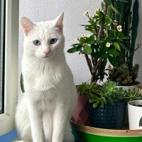 Ankara Kedisi, Kedi  Atlas fotoğrafı
