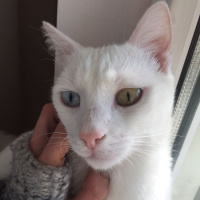 Van Kedisi, Kedi  Tarçın fotoğrafı