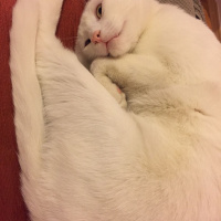 Van Kedisi, Kedi  Tarçın fotoğrafı