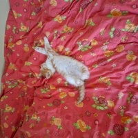 Sarman, Kedi  Soya fotoğrafı