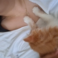 Sarman, Kedi  Soya fotoğrafı