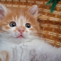 Sarman, Kedi  Soya fotoğrafı