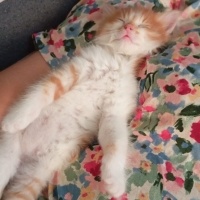 Sarman, Kedi  Soya fotoğrafı
