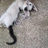 Sarman, Kedi  Soya fotoğrafı