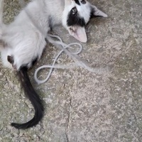 Sarman, Kedi  Soya fotoğrafı