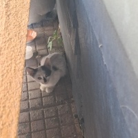 Sarman, Kedi  Soya fotoğrafı