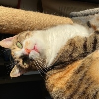 Tekir Kedi, Kedi  Ginger fotoğrafı