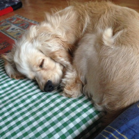 İngiliz Cocker Spaniel, Köpek  Ates fotoğrafı