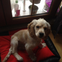 İngiliz Cocker Spaniel, Köpek  Ates fotoğrafı