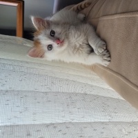 American Bobtail, Kedi  LEGOLAS fotoğrafı