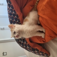American Bobtail, Kedi  LEGOLAS fotoğrafı