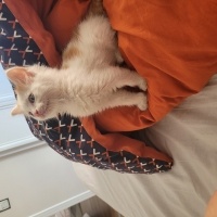 American Bobtail, Kedi  LEGOLAS fotoğrafı
