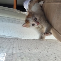 American Bobtail, Kedi  LEGOLAS fotoğrafı