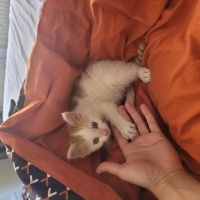 American Bobtail, Kedi  LEGOLAS fotoğrafı
