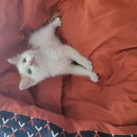 American Bobtail, Kedi  LEGOLAS fotoğrafı