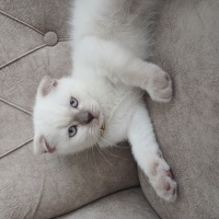 Scottish Fold, Kedi  Scottish fold fotoğrafı