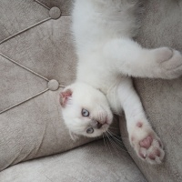 Scottish Fold, Kedi  Scottish fold fotoğrafı