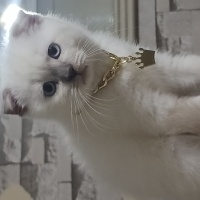 Scottish Fold, Kedi  Scottish fold fotoğrafı