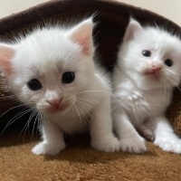 Van Kedisi, Kedi  Yeni sahiplerinin isimlendirmelerini bekliyorlar fotoğrafı
