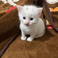 Van Kedisi, Kedi  Yeni sahiplerinin isimlendirmelerini bekliyorlar fotoğrafı