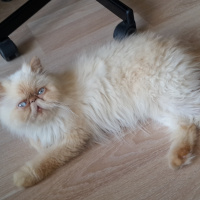 İran Kedisi (Persian), Kedi  Mocha fotoğrafı